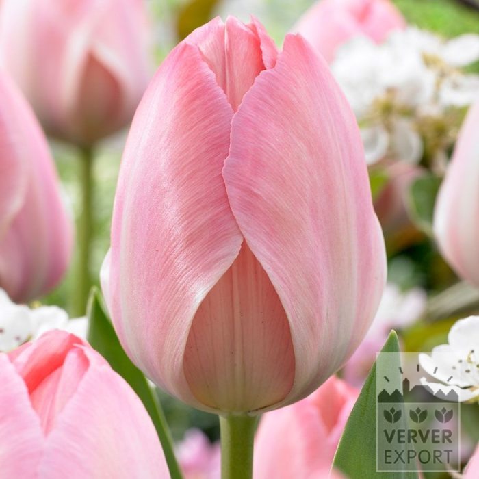 Tulipes 'Mystic van Eijk' (12870)