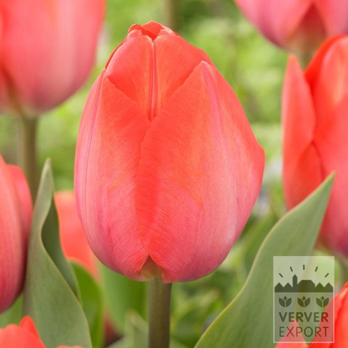 Tulipes 'Orange van Eijk' (12871)