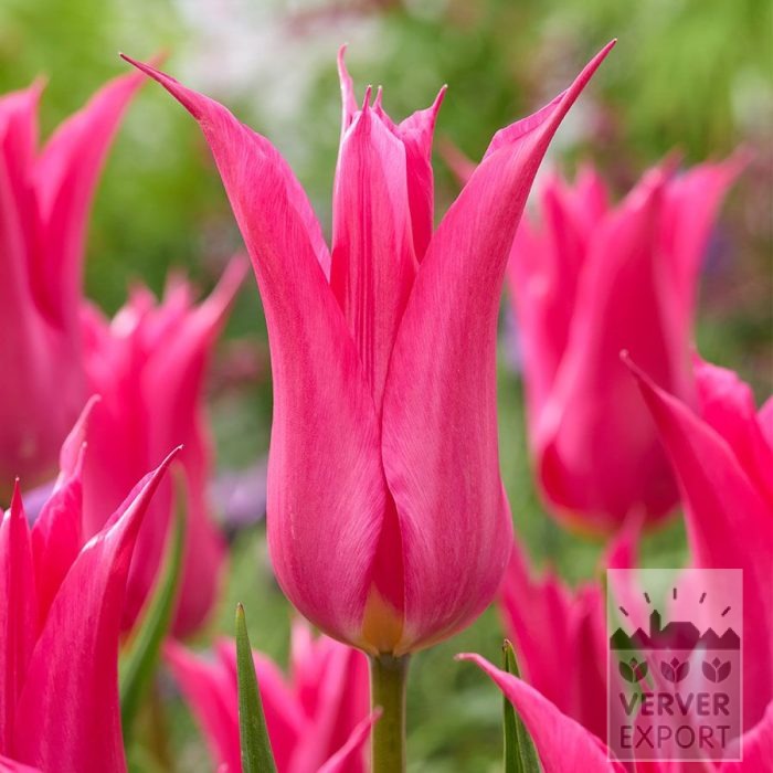 Tulipes 'Oriental Pearl' (12873)