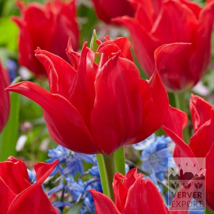 Tulipes 'Pretty Woman' (12874)