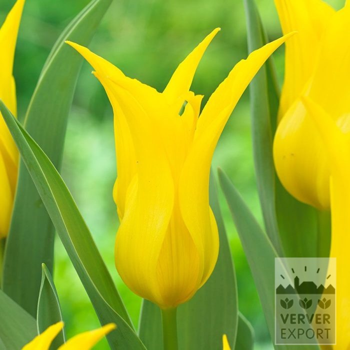 Tulipes 'Schiedam' (12875)