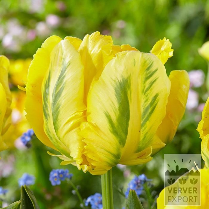 Tulipes 'Yellow Madonna' (12878)