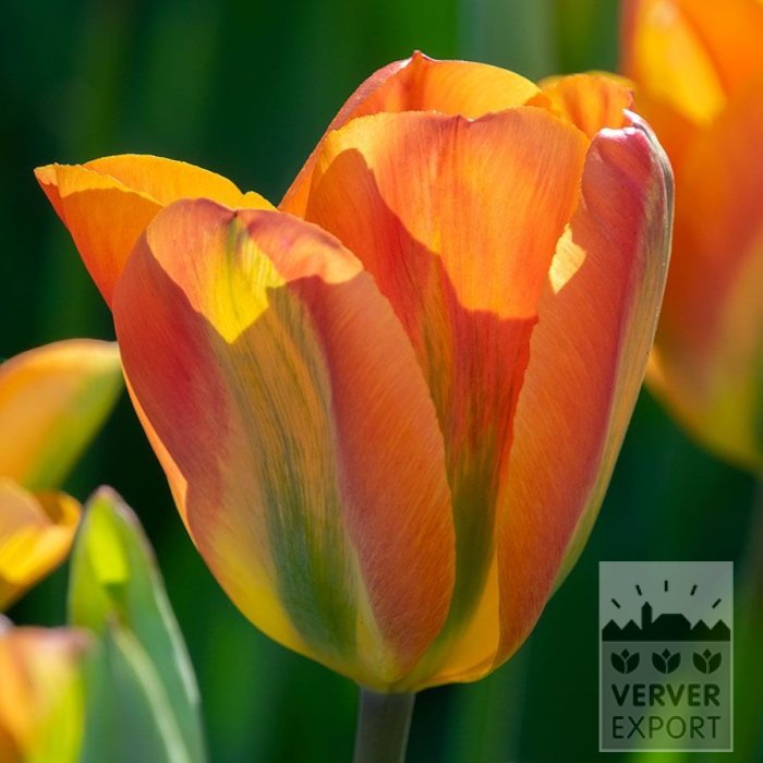 Tulipes 'Orange Marmelade' (12879)