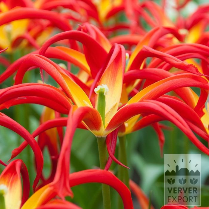 Tulipes 'Go Go Red' (12880)