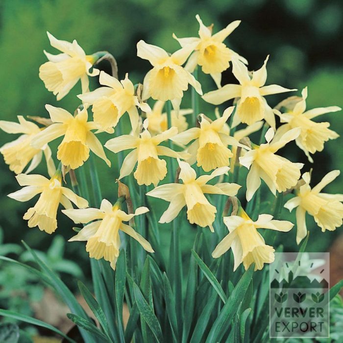 Narcisses 'W.P. Milner' (15706)