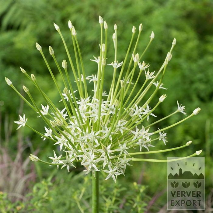 Allium (ail d'ornement) schubertii 'Arctic Snow' (16239)