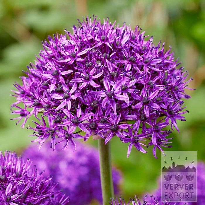 Allium (ail d'ornement) 'Chicago' (16240)