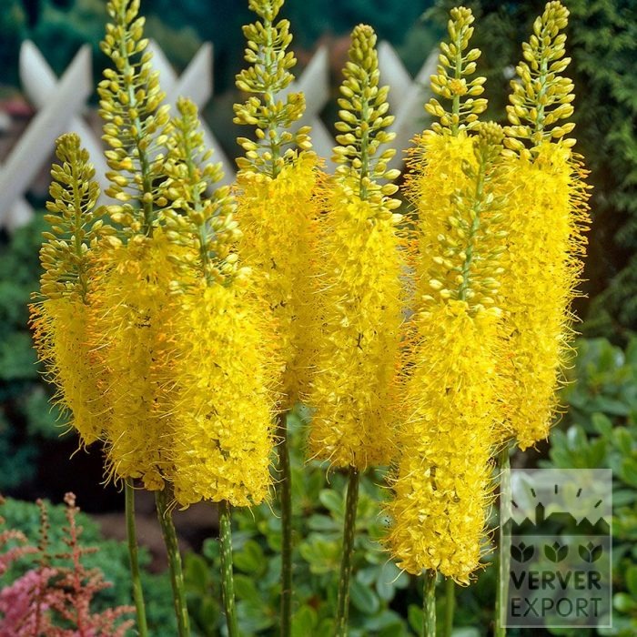 Eremurus isabellinus 'Moneymaker' (16243)