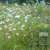 Kits 'Nature Evolution' © (11592) – Image 4