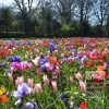 Kits 'Nature Fiesta' © (11791)