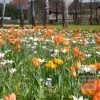Kits 'Nature Fiesta' © (11791) – Image 2