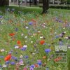 Kits 'Nature Fiesta' © (11791) – Image 4