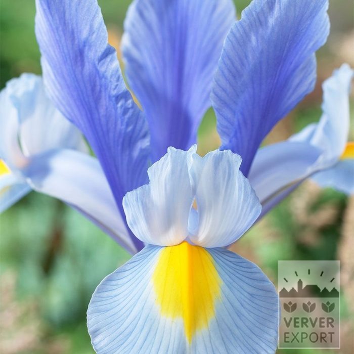 Iris hollandais 'Silver Sky' (36074)